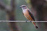 Streak-throated Bush-Tyrant